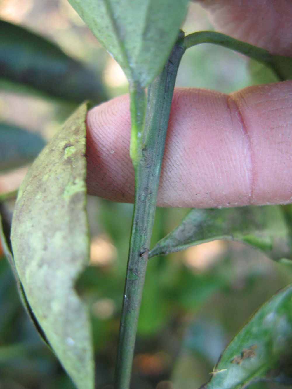              First year twig (Winter Haven, FL)       